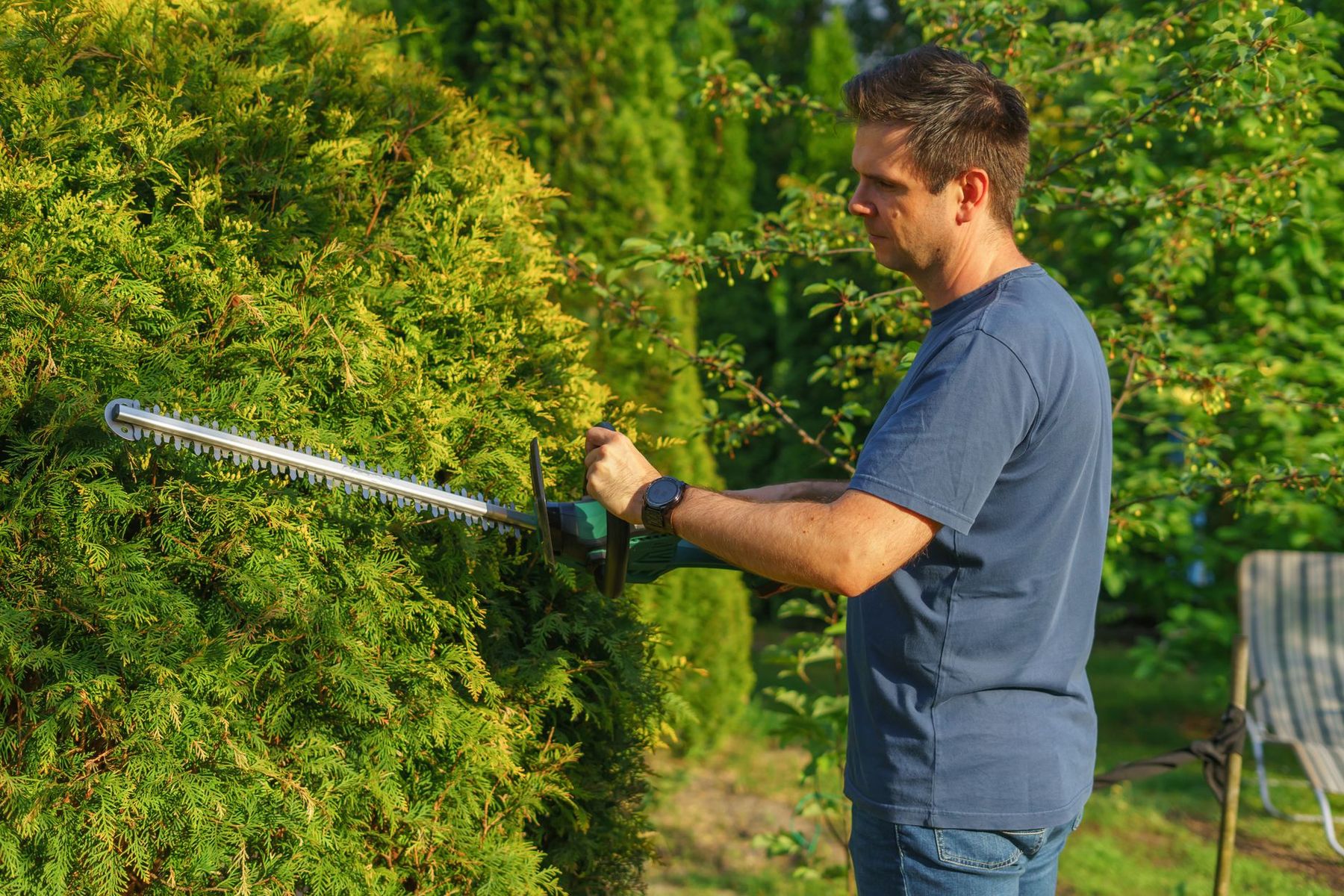 Trimming a hedge with an electric hedge trimmer